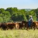 Where Regulatory Reform In Rural America Is Needed Most